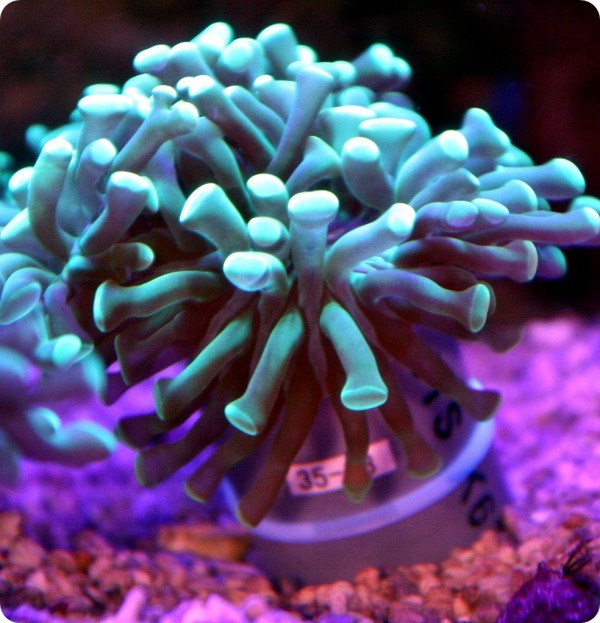 *濃色 Purple Tip* 【タコアシサンゴ】 ≪蓮花≫　#条件付き送料無料 #直接受取歓迎 #サンゴ #コーラル