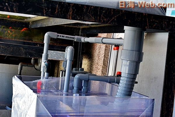 600×450×450オーバーフロー水槽 埼玉県から・・ : くまぱぱのブログ