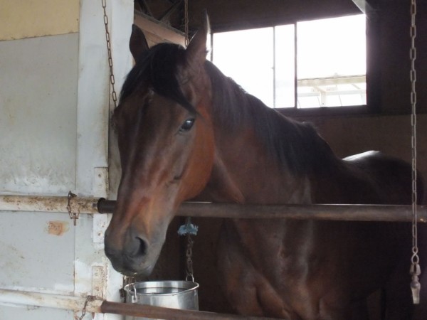 行ってらっしゃい Vigorous Stableのブログ