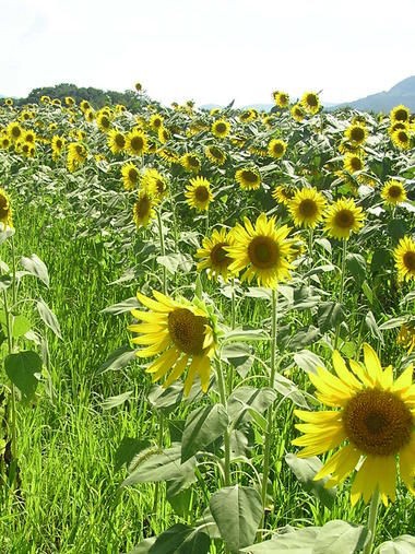 大洲市 畑の前河川敷 ひまわり畑 おでかけにっき