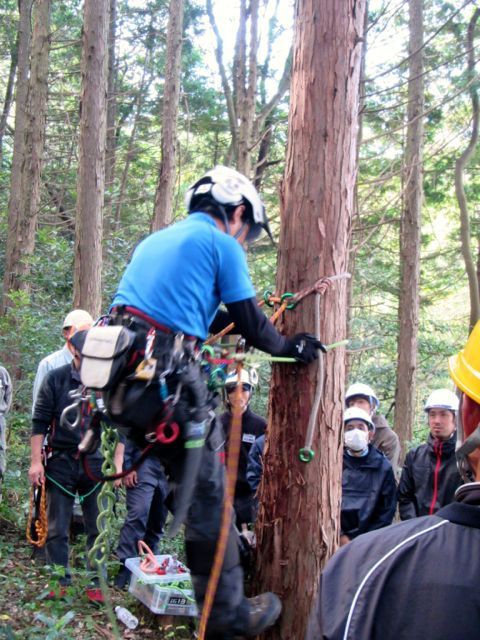 木登りが楽しくなる？「自伐林業的、または薪材収集木登りにも