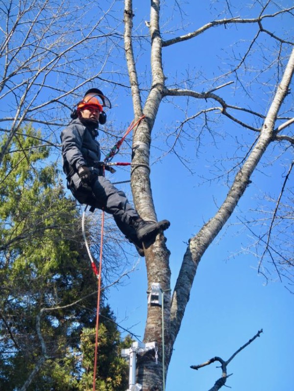 木登りが楽しくなる 自伐林業的 または薪材収集木登りにも必要なwランヤード 樹上伐採用長尺の２本の胴綱活用 での安全確保について 島根 山守network