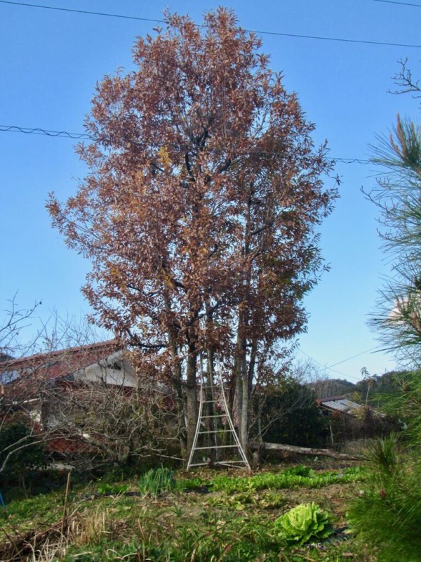 お年玉伐採&整備作業：お正月松の内は静かなバッテリーツールが良いねの巻---平和〜！ : 島根・山守network