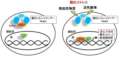 Nrf2活性剤 プロタンディム日記