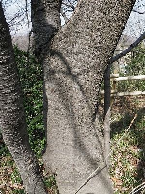 樹皮図鑑 Sabuyato 生田寒谷通信