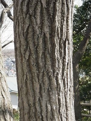 樹皮図鑑 Sabuyato 生田寒谷通信