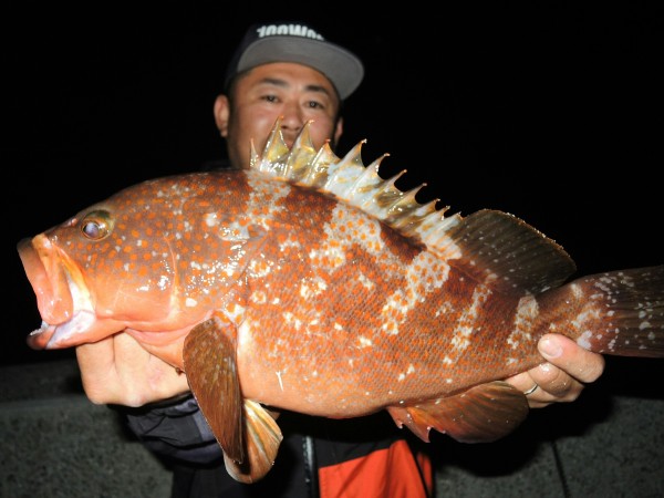 キジハタホッグ 24style キジハタホッグ 24style