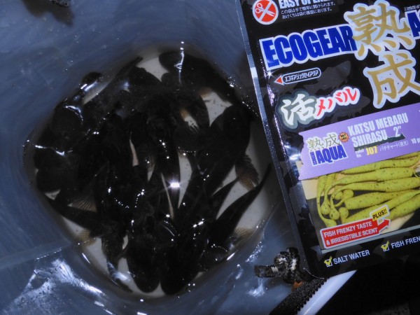 鈍甲