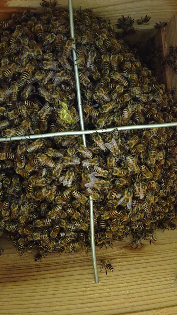 日本ミツバチ2023 5月分蜂群