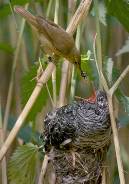 画像 アカン進化の方向間違えたわ って感じの生物 ニチャオプ報道 Nicha Op Coverage