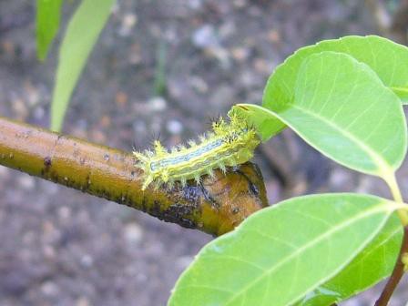 ヒロヘリアオイラガ 庭右衛門ブログ