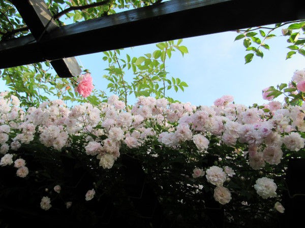正面西側のトレリスに咲くバラ 庭の草花にときめいて