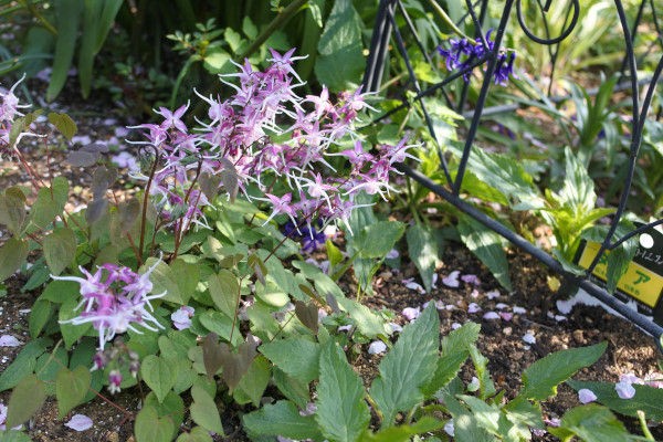 イカリソウ全員集合 庭の草花にときめいて