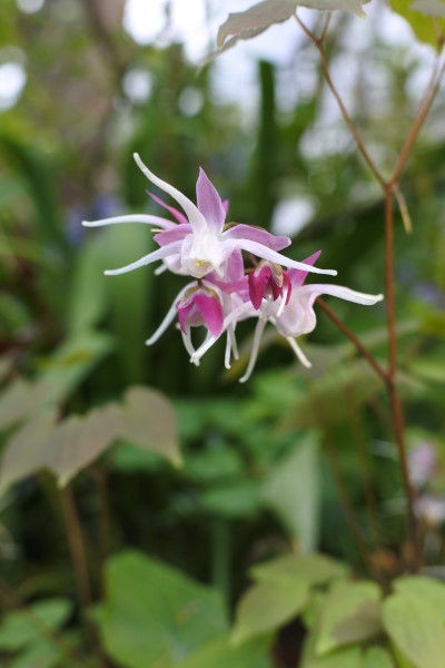 イカリソウ全員集合 庭の草花にときめいて