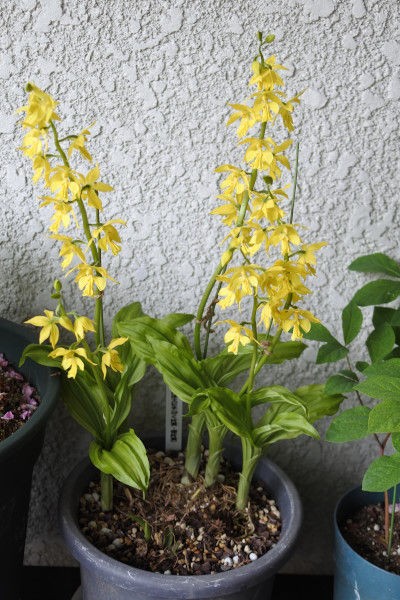 エビネ蘭と藤 黒龍 の香りに包まれて 庭の草花にときめいて エビネ蘭と藤 黒龍 の香りに包まれて 庭の草花にときめいて