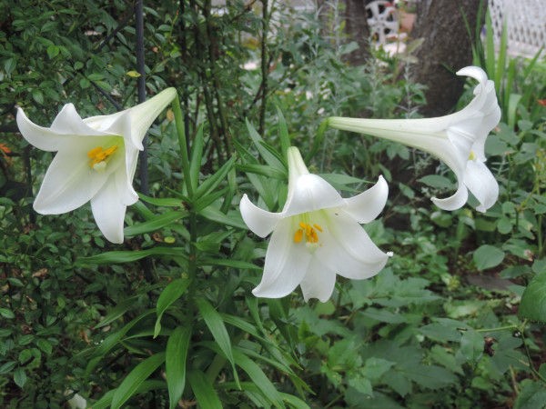 トロピカルなカンナと白い花 庭の草花にときめいて