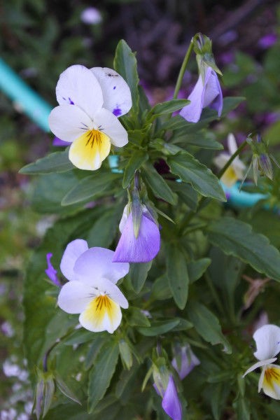 ビオラの種を採取しました 庭の草花にときめいて