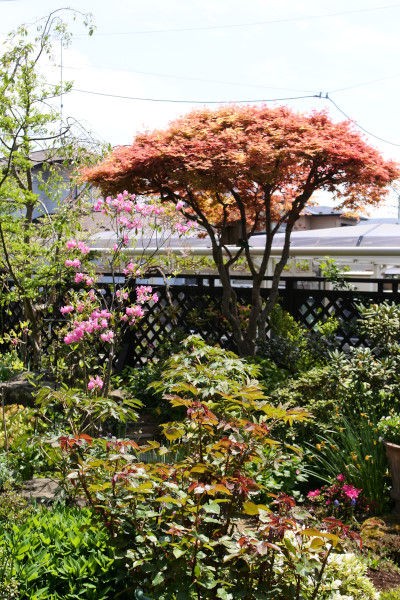 春の庭景色と草花 4月中旬から下旬 庭の草花にときめいて