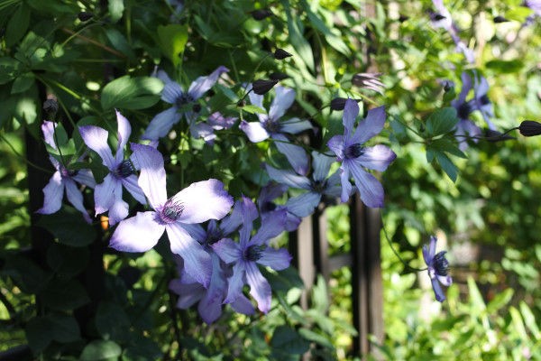 クレマチス 山法師他 庭の草花にときめいて