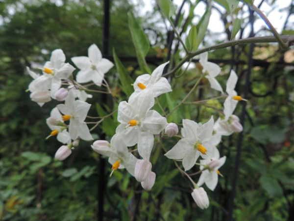 トロピカルなカンナと白い花 庭の草花にときめいて