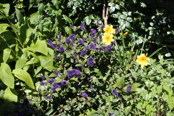 東側ボーダーガーデンに咲く花 庭の草花にときめいて