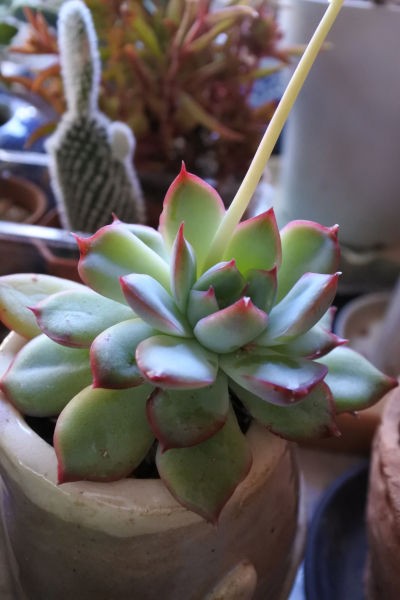 多肉の害虫対策 庭の草花にときめいて