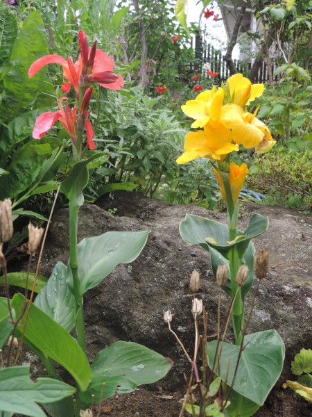 トロピカルなカンナと白い花 庭の草花にときめいて