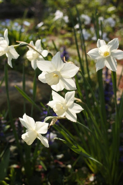 私の好きな水仙 庭の草花にときめいて