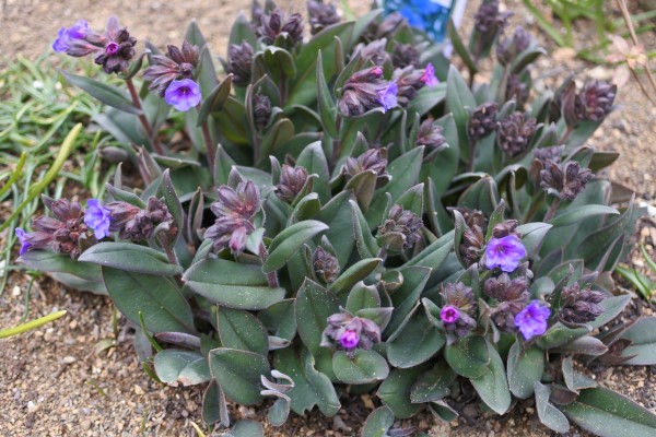 玄海ツツジが咲きだして 庭の草花にときめいて