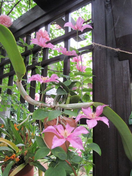 クレマチス 山法師他 庭の草花にときめいて