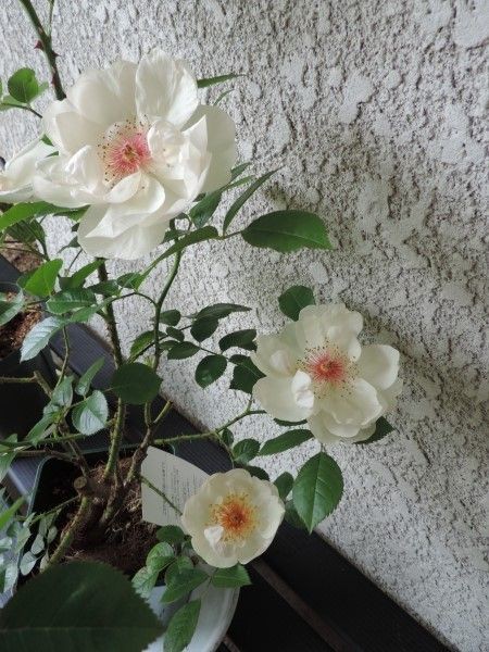 香りのよいバラ ジャクリーヌ デュ プレ ボレロ ニューウェーブ 庭の草花にときめいて
