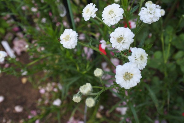 今日の花 エキナセア他 庭の草花にときめいて