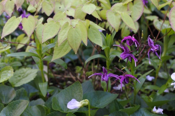 イカリソウ全員集合 庭の草花にときめいて