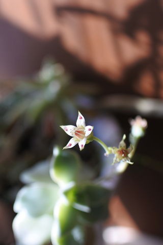 多肉の花が咲き始めました 庭の草花にときめいて