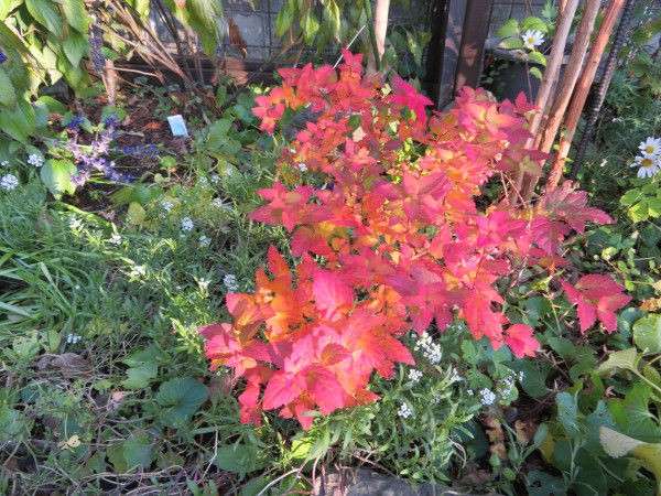 シモツケの紅葉と玄関周りの花達 庭の草花にときめいて