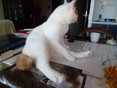 にゃんちゃん体操 僕 ニクス リノです