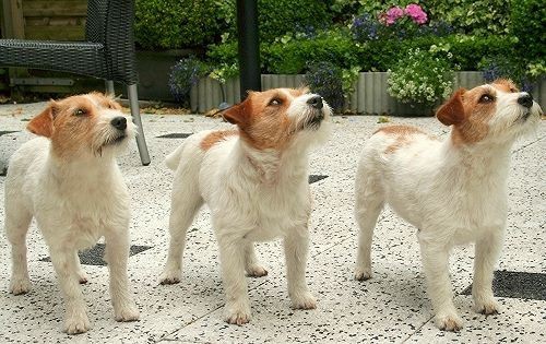 いくつかの国で禁止されてる犬 Top10 海外の反応 外人の反応にニヤニヤする 倉庫 いくつかの国で禁止されてる犬 Top10 海外の反応 外人の反応にニヤニヤする 倉庫