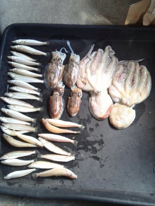 今治沖 キス コウイカ タコ 壬生川 釣り倶楽部