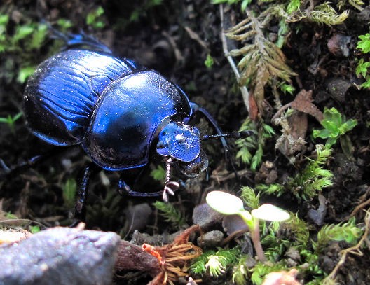 なぜルリセンチコガネのオスによく出会うのか？ : むしむしブログ