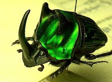 綺麗な糞虫（虹色ダイコクほか） : むしむしブログ