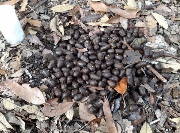 糞虫は本当に奈良公園のシカ糞の掃除屋か？(冬) : むしむしブログ