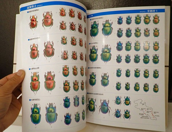 【むし社】日本のオオセンチコガネ 売り切れ】月刊むし・昆虫図説シリーズ3 日本のオオセンチコガネ