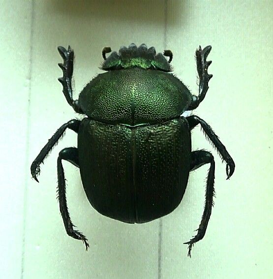 南アフリカ産タマオシコガネ 美しいタマオシコガネ : むしむしブログ