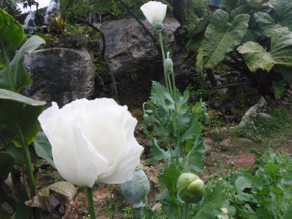チェンマイの山中で遭遇 阿片のケシの花の栽培 Nnanami2