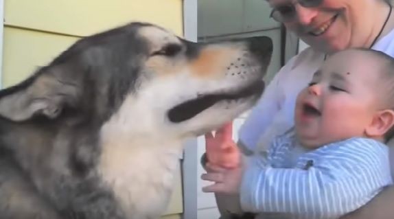 犬のまねをしている赤ちゃん それとも犬まね Me Barber