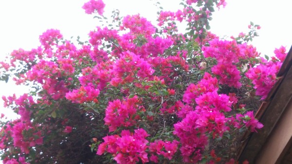 夏も 秋も 冬も 次々に咲いてます スリランカは花がいっぱい No Music No Life 音楽でつながろう