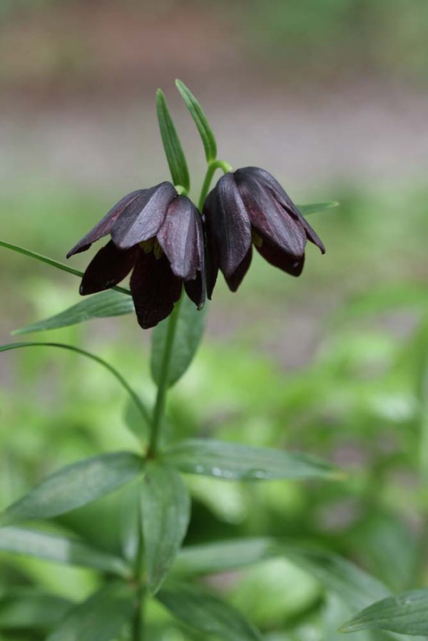 昨年植えたクロユリが咲いてくれました And ドイツスズランの花 ベルと高原の家