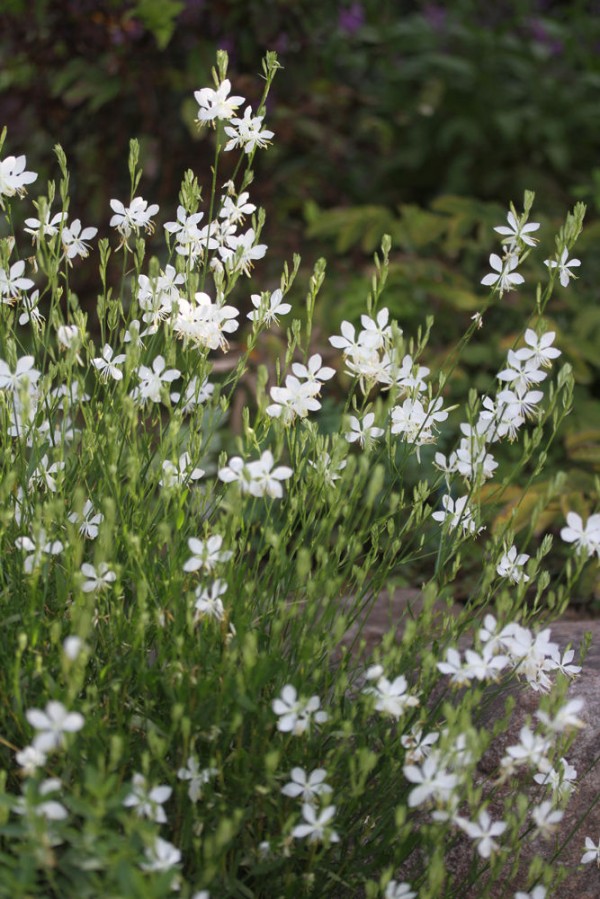 空を舞うガウラの花 いつまで咲くの ベルと高原の家