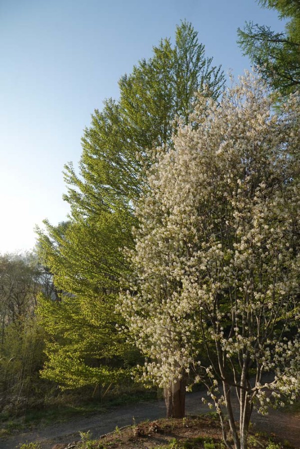 我が家のシンボルツリー 桂とジューンベリー ベルと高原の家