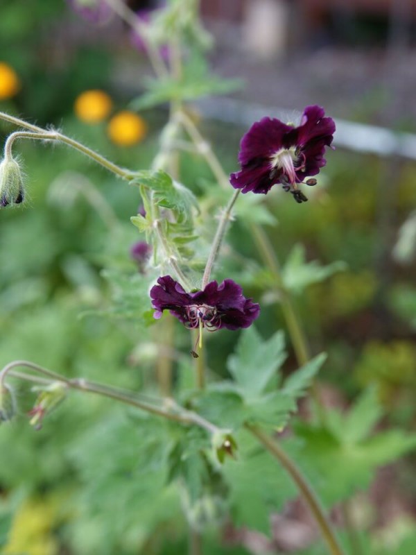 黒花フウロの勢いが止まりません ベルと高原の家
